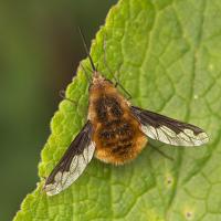 Bee Fly 3 